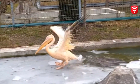 У Подільському зоопарку пелікан купався у басейні з льодом