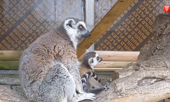 У Подільському зоопарку показали, як малюк лемурів пізнає світ