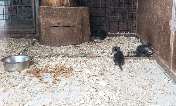 У Подільському зоопарку у Вінниці вперше народились малюки у носух