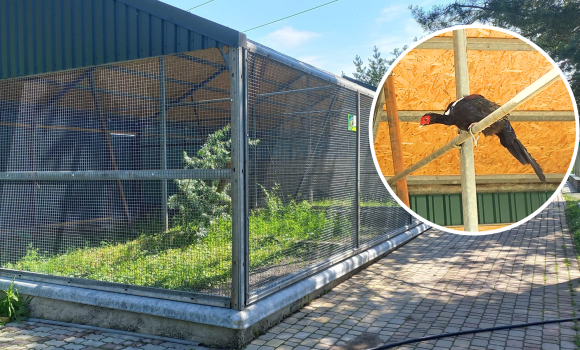 У Подільському зоопарку звели фазанарій - для чотирьох порід птахів