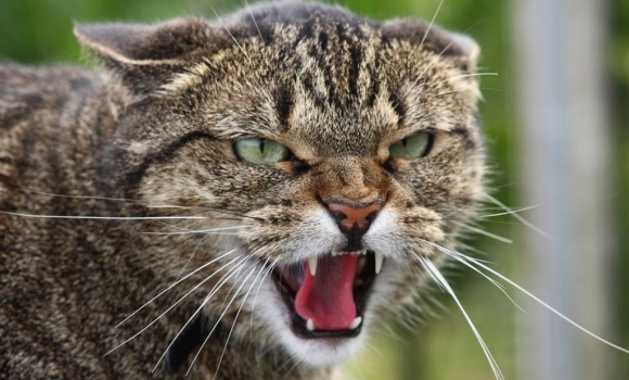 У селі на Вінниччині кіт заразив сказом двох людей - оголосили карантин