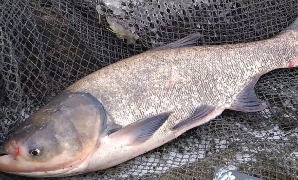 У Шаргородському районі браконьєр наловив риби на понад 50 тис. грн