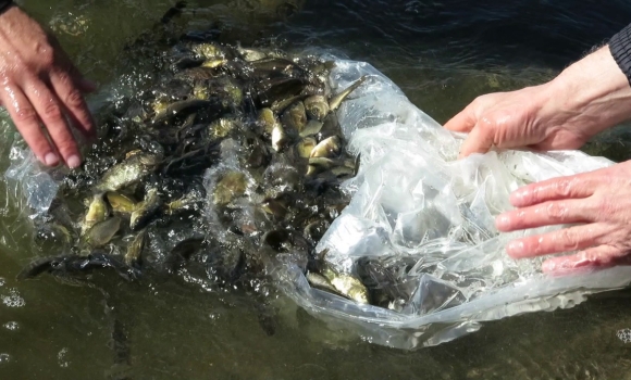 У став у селі Широке на Жмеринщині випустили понад 300 кг риби