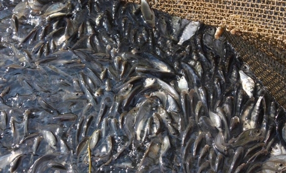 У Сутиське водосховище запустять близько тонни риби