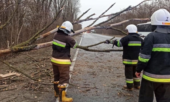 У трьох районах Вінниччині вітер валив дерева на автошляхи