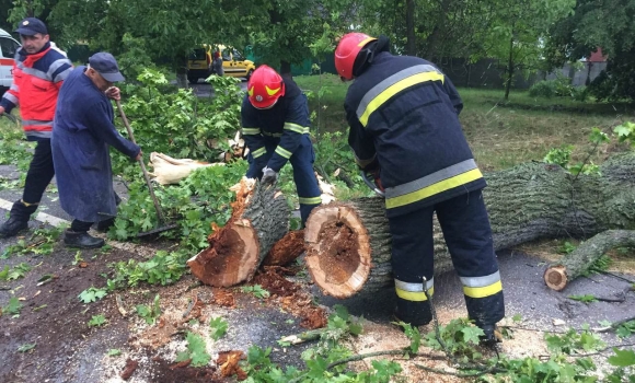 У трьох районах Вінниччини повалені вітром дерева перекрили автошляхи