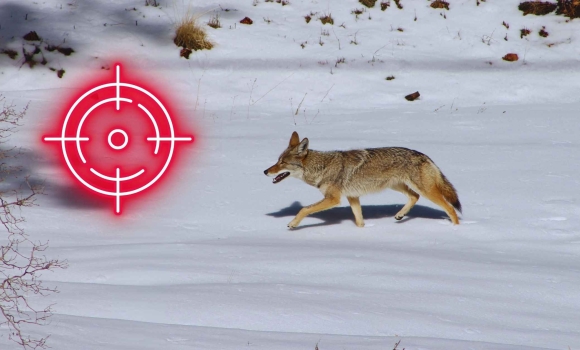 У Тульчинському районі продовжать відстріл лисиць, вовків і шакалів
