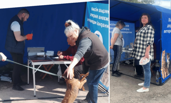 У Вінниці 1700 домашніх тварин безкоштовно щепили від сказу - де працюють виїзні бригади