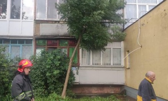 У Вінниці через сильний вітер впало дерево на один із житлових будинків