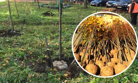 У Вінниці на прибудинкових територіях висадять 1000 дерев