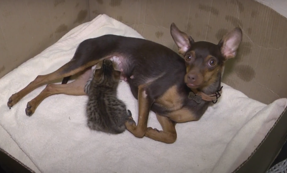 У Вінниці собака прийняла новонароджених кошенят, яких люди викинули на вулицю