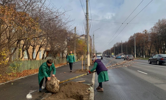У Вінниці висаджують клени по вулиці Пирогова