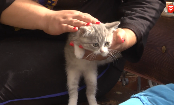 У Вінниці волонтерка прихистила майже 80 котів, ще 20 - віддала на перетримку