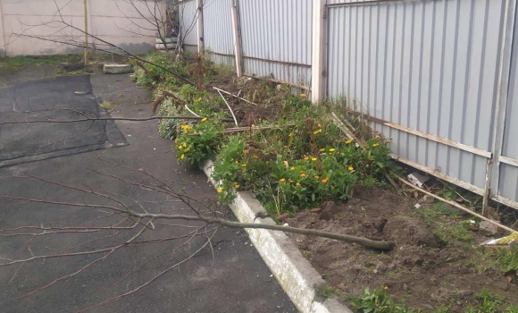 У Вінниці жінка повиривала дерева, які посадили комунальники