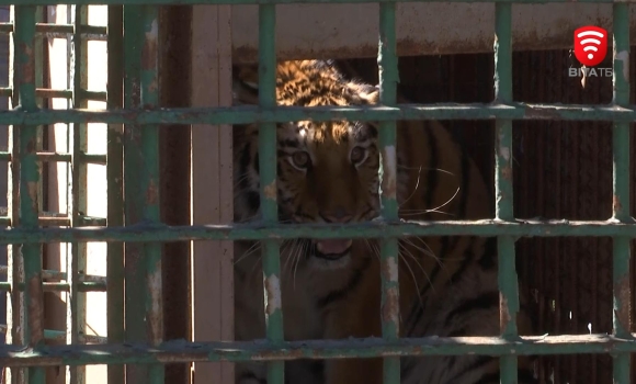 У вінницькому зоопарку оселились нові тварини - самка уссурійського тигра та самець ягуара