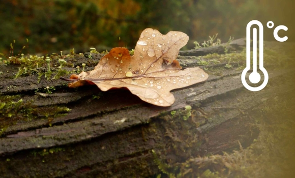У Вінниці 5 листопада дощитиме і вдень, і вночі