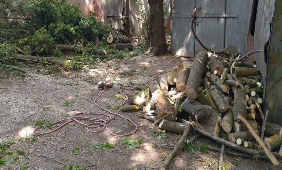 У Вінниці чоловік заплатить штраф за те, що без дозволу обрізав дерева