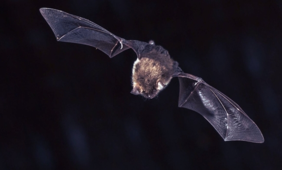 У Вінниці на волю випустять понад сотню кажанів після реабілітації