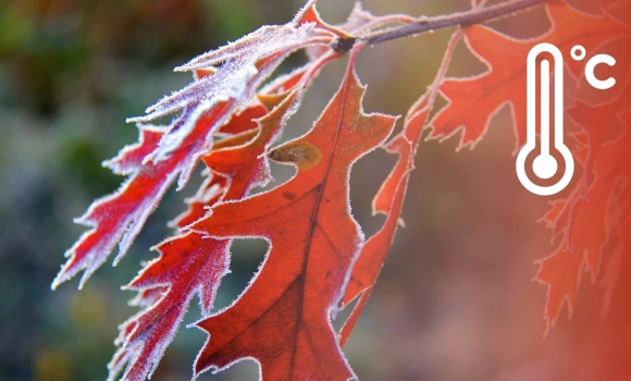 У Вінниці та області 20 листопада вночі буде відчутно морозно У Вінниці та області 20 листопада вночі буде відчутно морозно