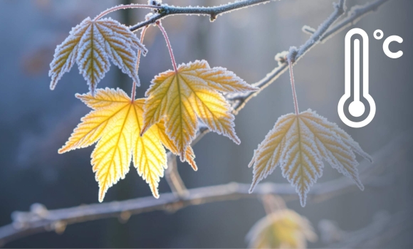 У Вінниці та області 6 грудня вночі будуть відчутні морози