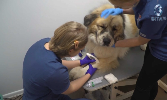 у Вінниці відкрили банк крові та реабілітаційний центр для котів та собак