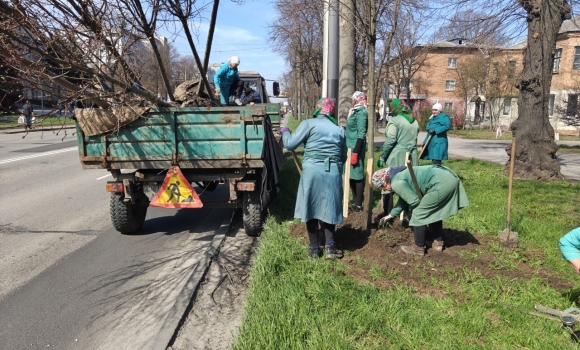 У Вінниці висаджують нові дерева на Хмельницькому шосе У Вінниці висаджують нові дерева на Хмельницькому шосе