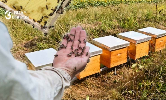 У Вінниці вже 34 пасічники отримали фінансову підтримку від міськради заявки продовжують надходити У Вінниці вже 34 пасічники отримали фінансову підтримку від міськради заявки продовжують надходити