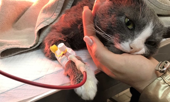 У Вінниці запустять сервіс переливання крові для тварин