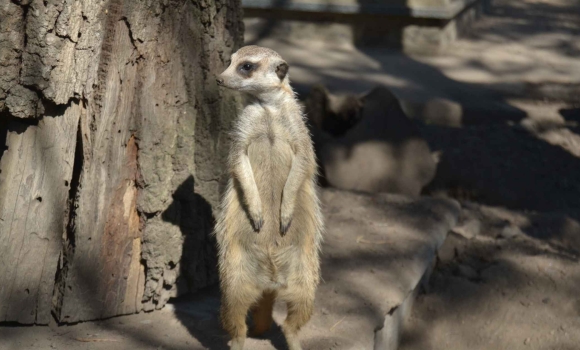 У Вінниці зоопарк запроваджує нові ціни на квитки для відвідувачів