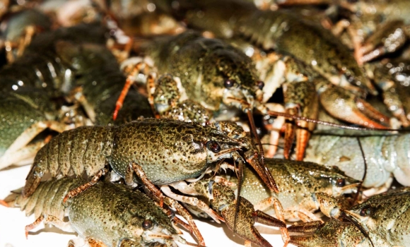 У Вінницькій області стартує заборона на вилов раків У Вінницькій області стартує заборона на вилов раків