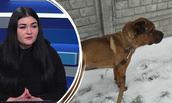 у Вінницькому муніципальному притулку 72 собаки чекають на родину