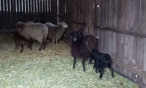 У вінницькому зоопарку на світ з'явились маленькі ягнята