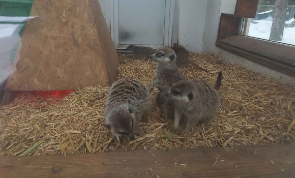 У вінницькому зоопарку поповнення народився маленький сурикат