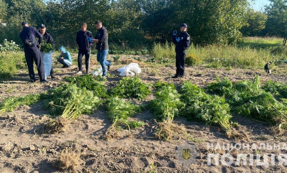 У жителя Вінницького району вилучили майже дві сотні кущів конопель