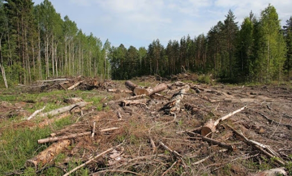 Більше півмільйона гривень збитків нарахували за незаконну вирубку у барських лісах