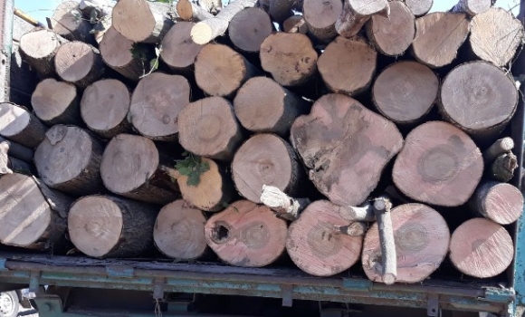 В Калинівці притягнули до відповідальності чоловіка за перевезення деревини без бірок