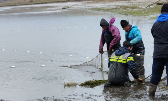 В Ладижинське водосховище вселили понад 9 тонн риби