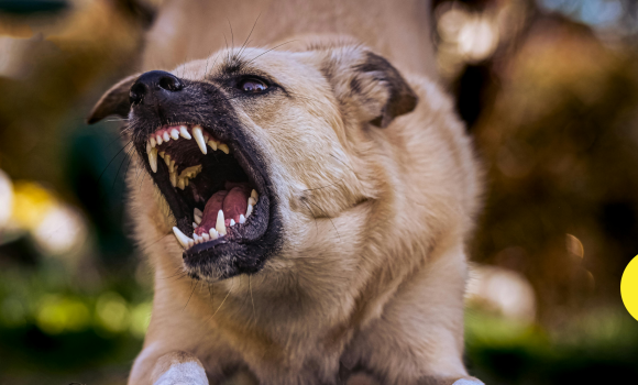 В мікрорайоні Бучми у Вінниці скажений собака покусав 15 людей