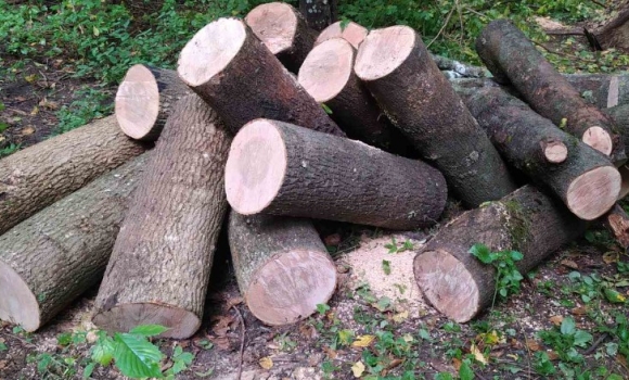 В Оратівській громаді спіймали чоловіка, який незаконно вирубував дерева