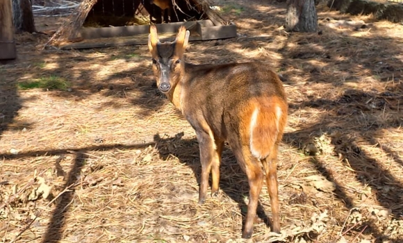 В Подільському зоопарку у Вінниці оселились "гавкаючі" олені
