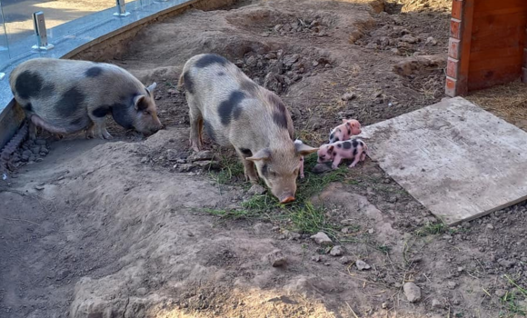 В Подільскому зоопарку у Вінниці поповнення в сім'ї в'єтнамських свиней