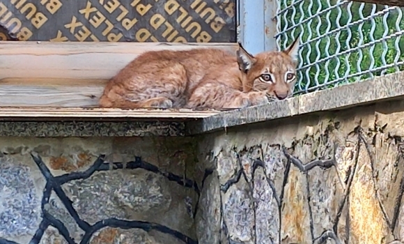 В Подільському зоопарку у Вінниці тепер живе рись-переселенка
