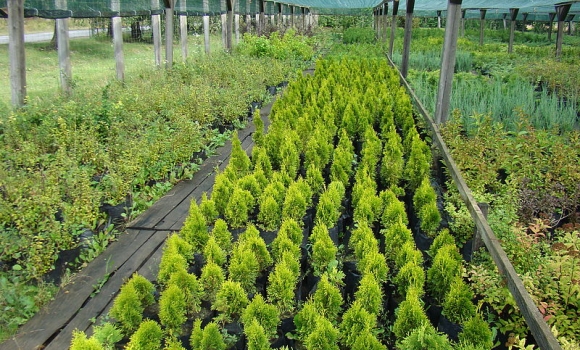 В Тульчині посадили майже 860 тисяч саджанців лісових дерев