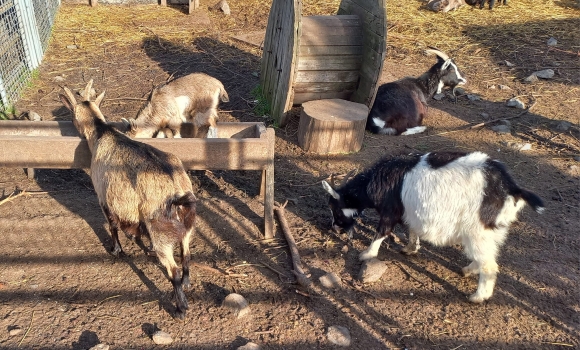 В зоопарку у Вінниці весняне поповнення - народились малюки кіз та овець