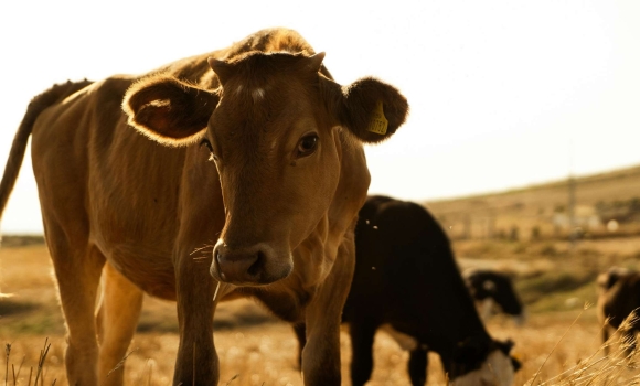 Ветеринарні служби зафіксували сказ у телиці в Хмільницькому районі
