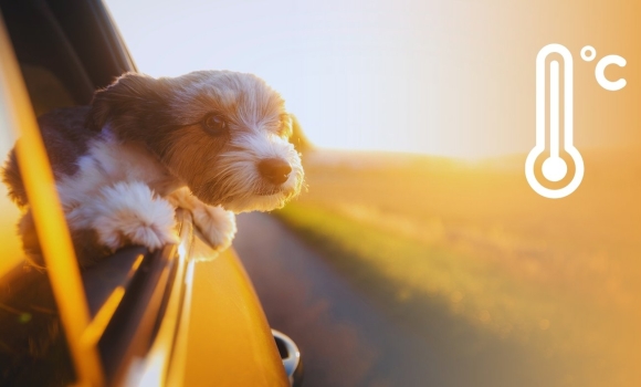 Від -5° до дощів яку погоду готує початок травня для вінничан