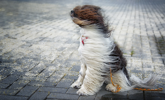 Вінничан попереджають про сильний вітер - перший рівень небезпеки