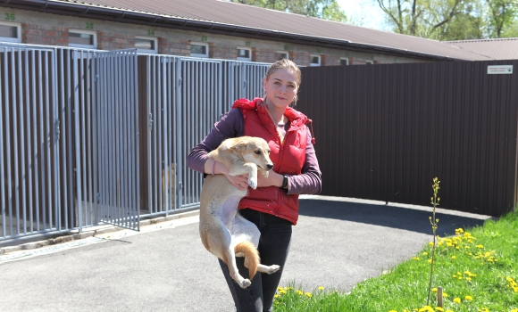 Вінничани можуть взяти додому врятованих собачок з Муніципального притулку