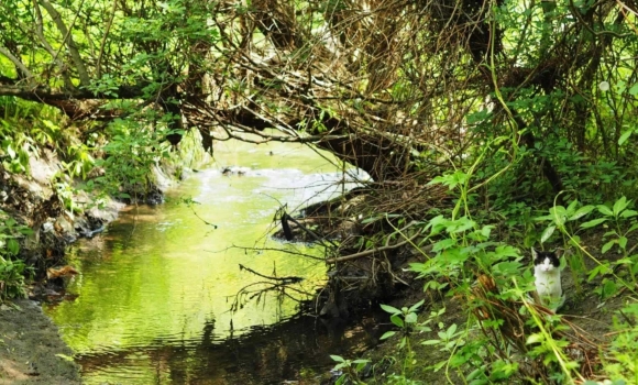 Вінничан запрошують долучитися до прибирання на річці Скельна