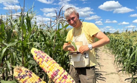 Вінницька “кукурудзяна вишиванка” підкорює світ — у Нідерландах звернули увагу на інноваційні сорти